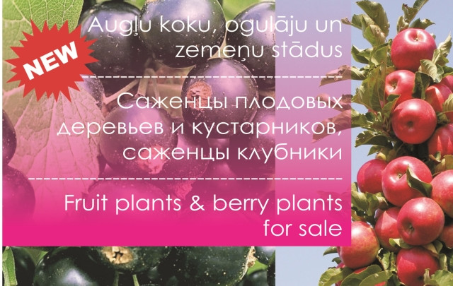 Jaunums! Augļu koku un ogulāju stādi.
