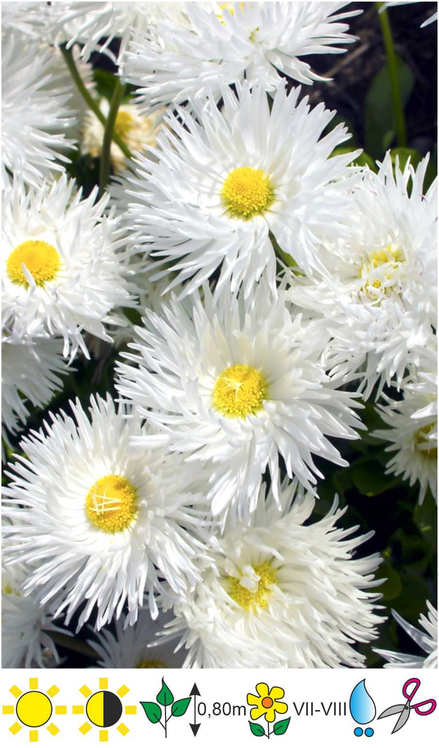 Leucanthemum X Superbum Crazy Daisy Lielziedu P Pene