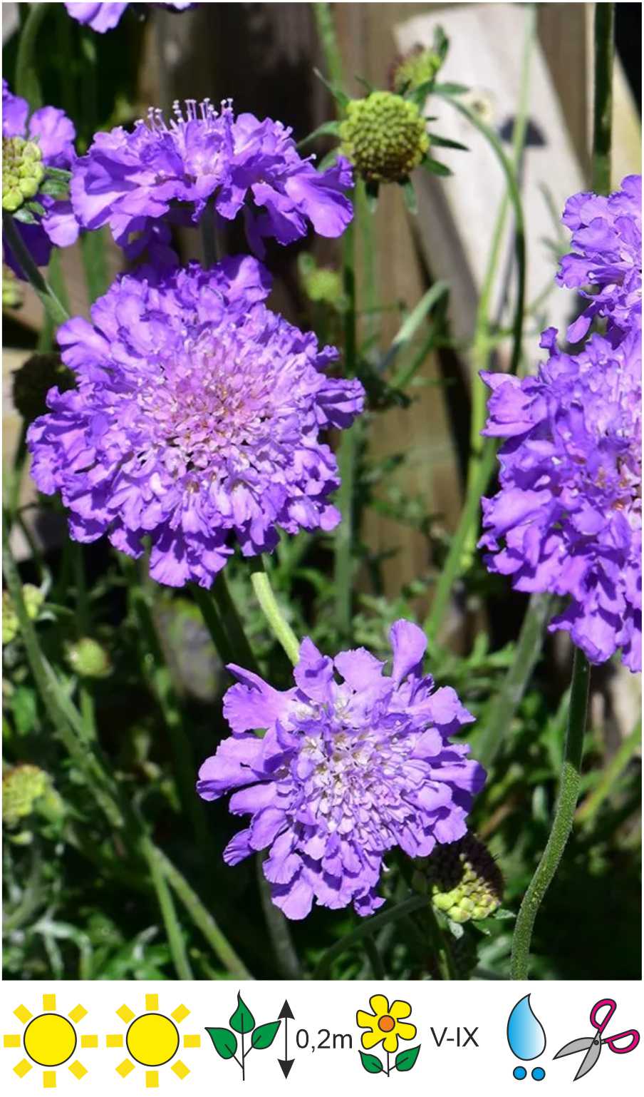 Scabiosa columbaria Mariposa Blue Skabioza baložu Скабиоза голубиная