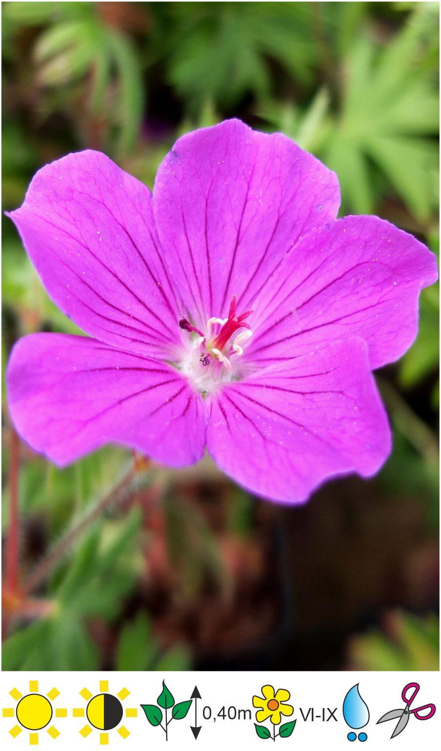 Geranium sanguineum 'Tiny Monster'Asinssarkanā gandreneГерань кроваво ...