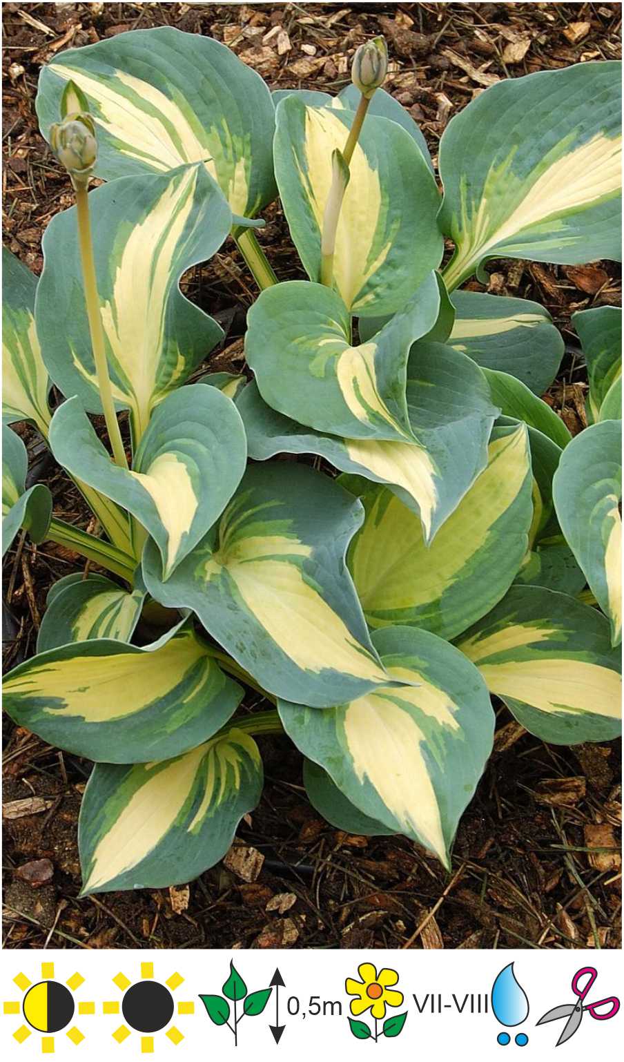 Hosta 'Dream Queen' - Gartda