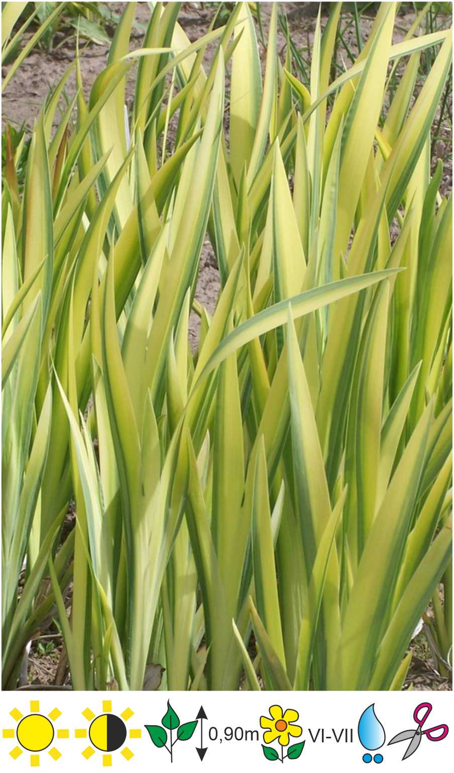 bio saatgut wildblumen BIO Saatgut Geschenkset Wildblumen für Blumenfans – Biogartenladen main image 0