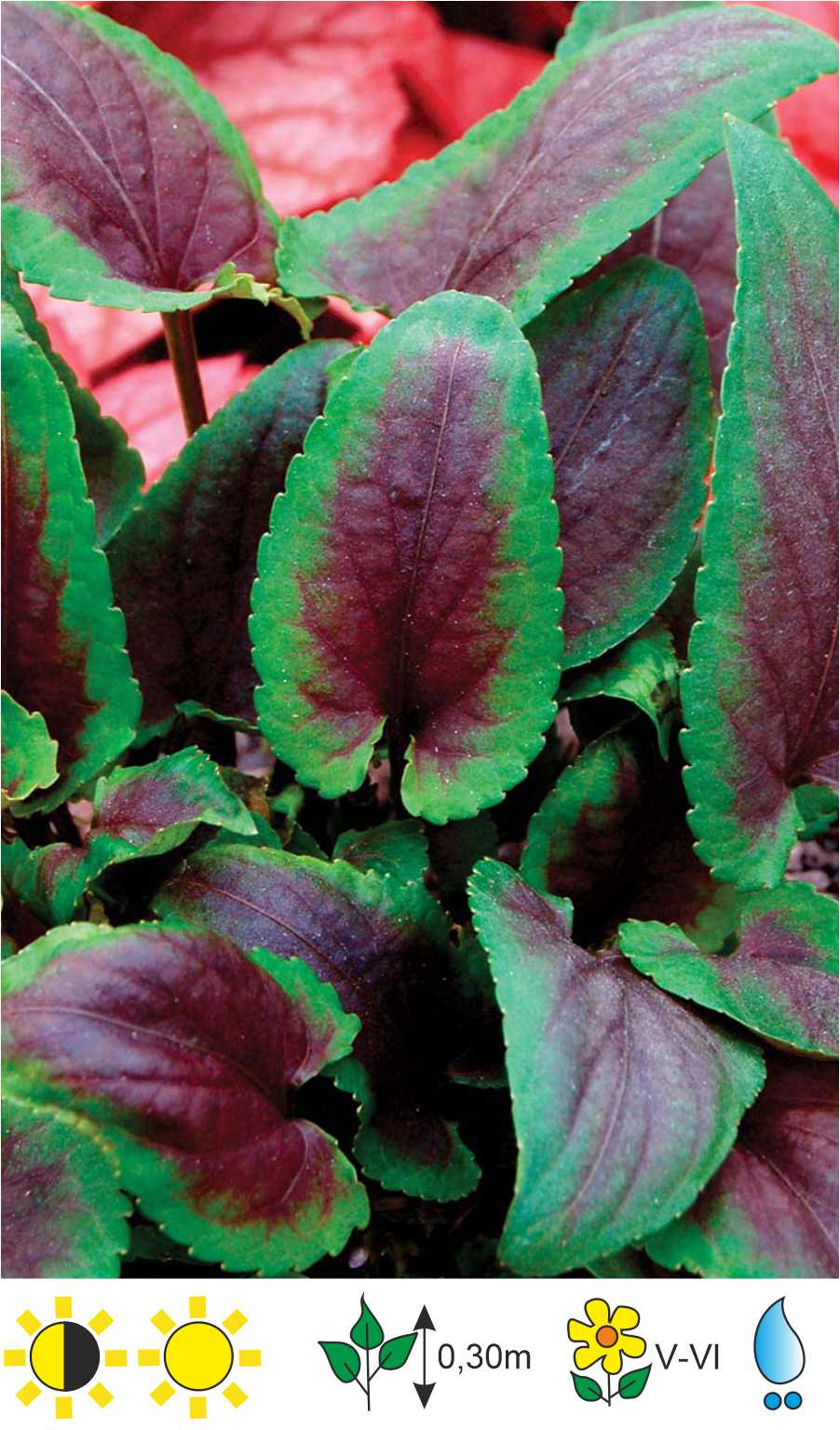 Viola x hybrid 'Heartthrob' Hibrīda viola Виола гибридная - Gartda