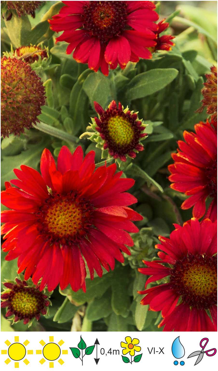 Gaillardia x grandiflora 'Spintop Red'Lielziedu gailardijaГайлардия