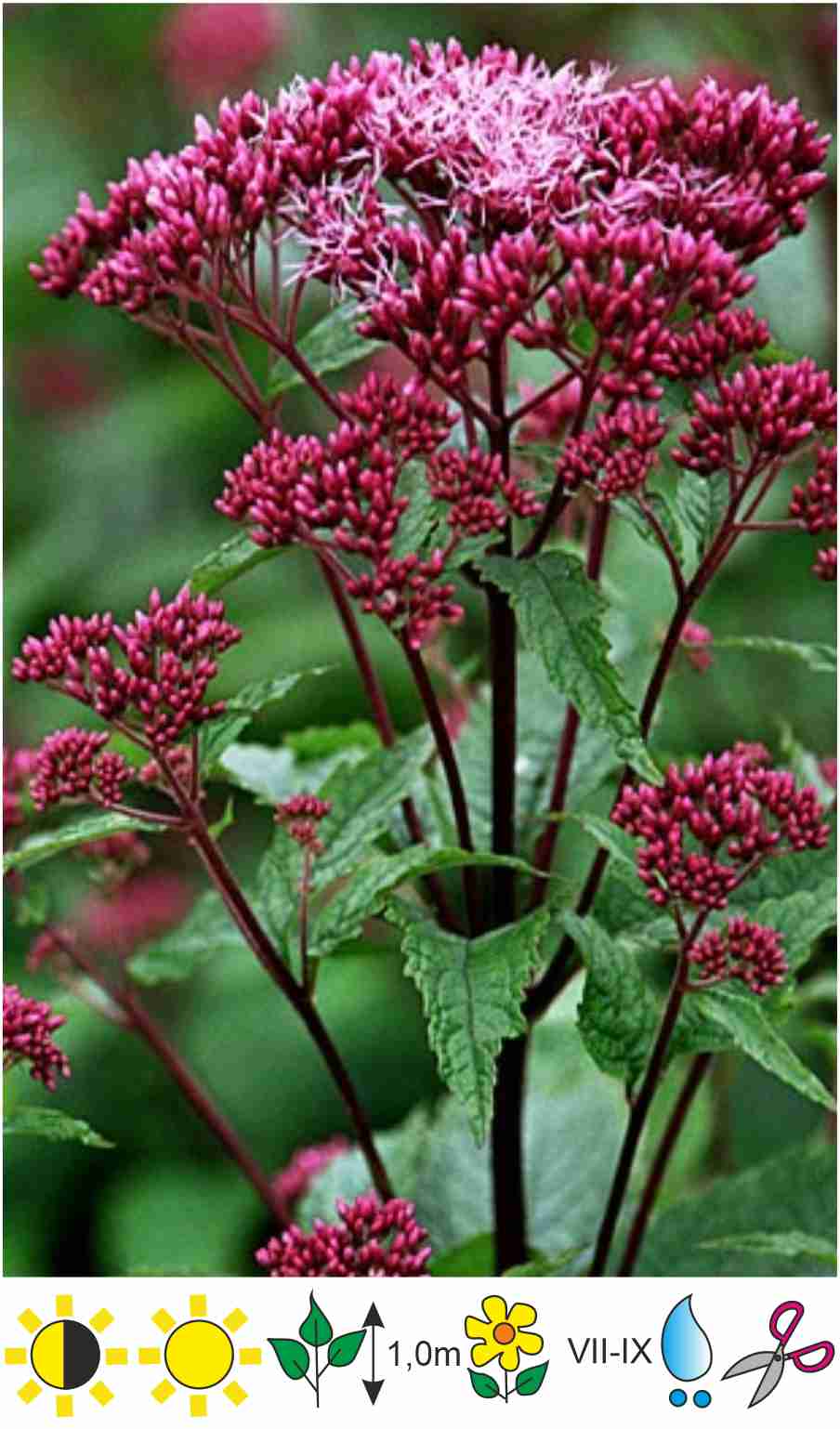 Eupatorium fistulosum 'Baby Joe'Purpura krastkaņepeПосконник - Gartda