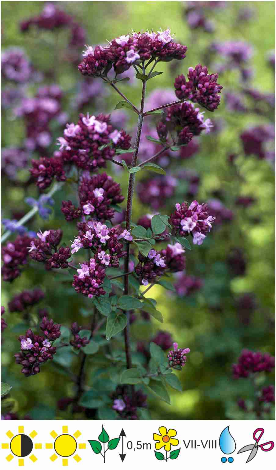 Origanum &amp;#39;Rosenkuppel&amp;#39;RaudeneДекоративная душица - Gartda