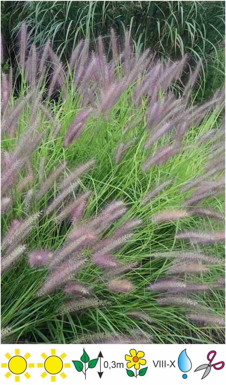 Pennisetum alopecuroides National Arboretum Lapsastu sarzāleПеннисетум перистощетинник