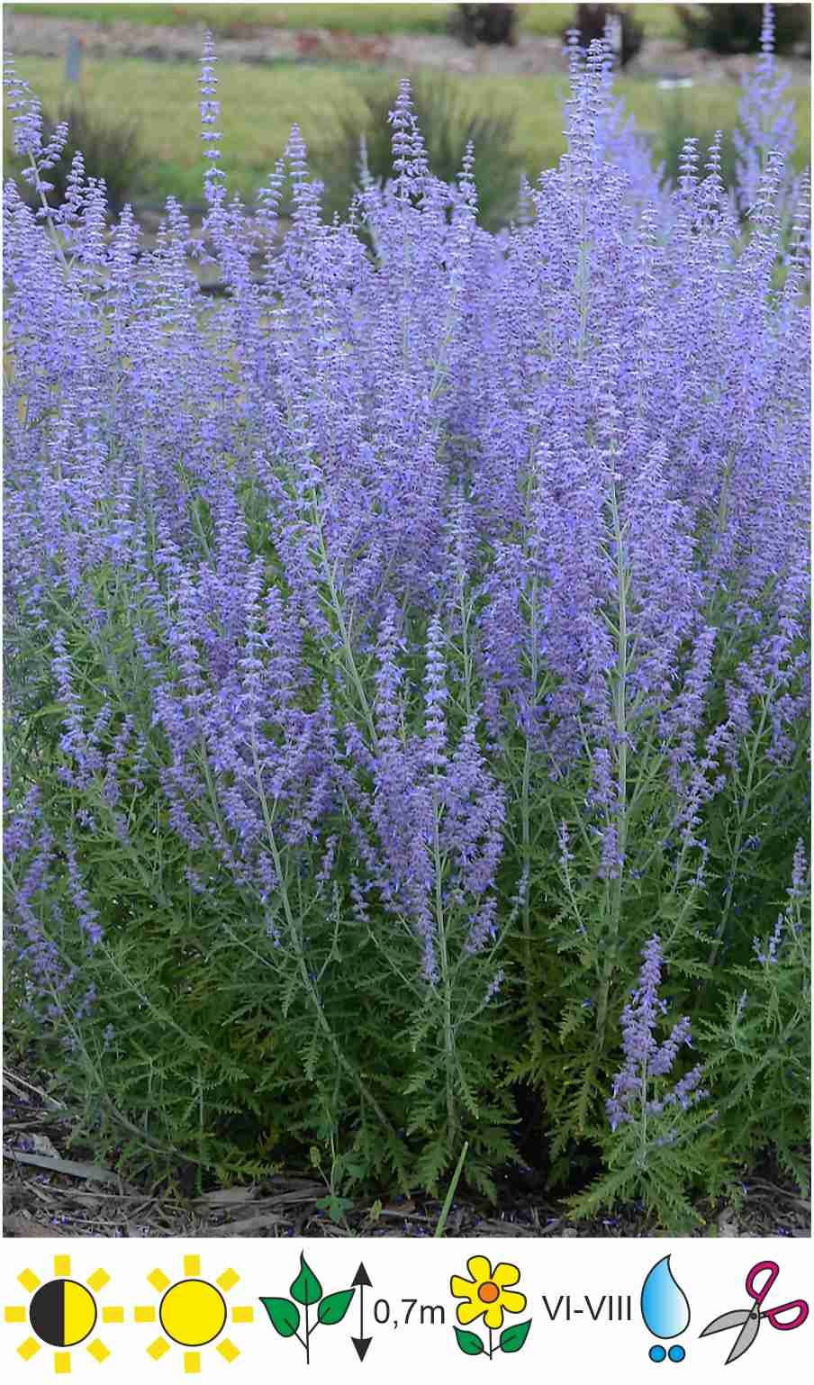 Perovskia atriplicifolia 'Rocketman'PerovskijaПеровския - Gartda